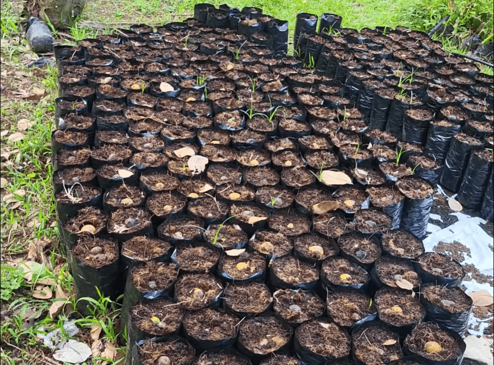 Article image - Propagating Betel Nuts For Organic Deworming