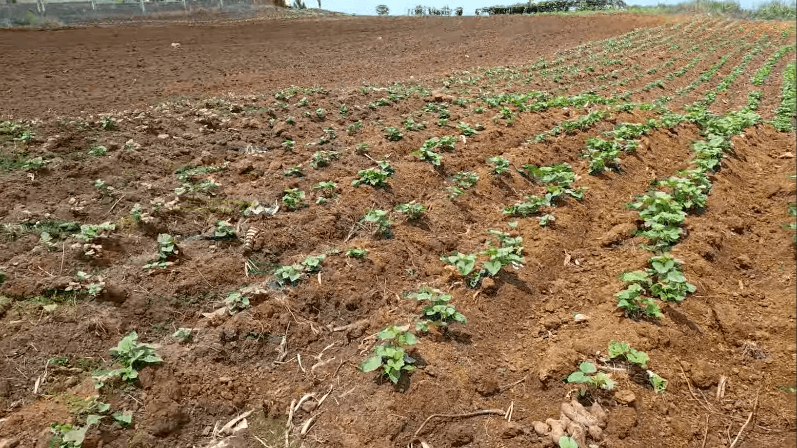 Article image - Buy-Back Scheme!